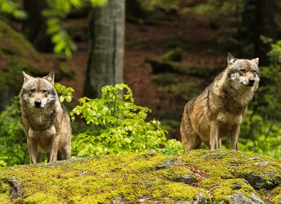 Österreichs Wolfsrudel: im Waldviertel heimisch